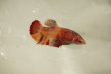 Nemo Koi Galaxy  Plakat Female Betta (ID#510-F814) Free2Day SHIPPING