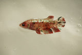 Nemo Koi Galaxy  Plakat Female Betta (ID#510-F815) Free2Day SHIPPING