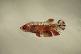 Nemo Koi Galaxy  Plakat Female Betta (ID#510-F815) Free2Day SHIPPING