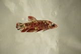 Nemo Koi Galaxy  Plakat Female Betta (ID#510-F815) Free2Day SHIPPING