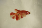 Nemo Koi Galaxy  Plakat Female Betta (ID#510-F816) Free2Day SHIPPING