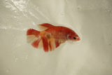 Nemo Koi Galaxy  Plakat Female Betta (ID#510-F816) Free2Day SHIPPING