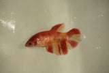 Nemo Koi Galaxy  Plakat Female Betta (ID#510-F816) Free2Day SHIPPING