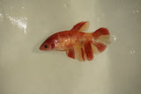 Nemo Koi Galaxy  Plakat Female Betta (ID#510-F816) Free2Day SHIPPING