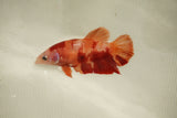 Nemo Koi Galaxy  Plakat Female Betta (ID#510-F818) Free2Day SHIPPING