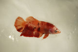 Nemo Koi Galaxy  Plakat Female Betta (ID#510-F818) Free2Day SHIPPING