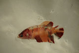 Nemo Koi Galaxy  Plakat Female Betta (ID#510-F820) Free2Day SHIPPING