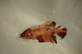 Nemo Koi Galaxy  Plakat Female Betta (ID#510-F820) Free2Day SHIPPING