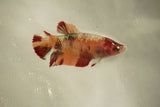 Nemo Koi Galaxy  Plakat Female Betta (ID#510-F820) Free2Day SHIPPING