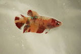 Nemo Koi Galaxy  Plakat Female Betta (ID#510-F820) Free2Day SHIPPING