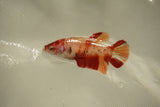 Nemo Koi Galaxy  Plakat Female Betta (ID#510-F821) Free2Day SHIPPING