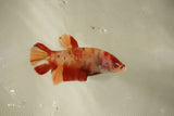 Nemo Koi Galaxy  Plakat Female Betta (ID#510-F821) Free2Day SHIPPING