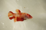 Nemo Koi Galaxy  Plakat Female Betta (ID#510-F821) Free2Day SHIPPING