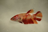 Nemo Koi Galaxy  Plakat Female Betta (ID#510-F821) Free2Day SHIPPING