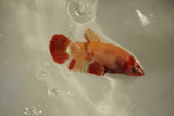 Nemo Koi Galaxy  Plakat Female Betta (ID#510-F822) Free2Day SHIPPING