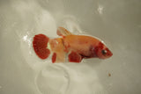 Nemo Koi Galaxy  Plakat Female Betta (ID#510-F822) Free2Day SHIPPING