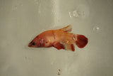 Nemo Koi Galaxy  Plakat Female Betta (ID#510-F822) Free2Day SHIPPING