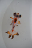 Butterfly  Tricolor 3 Inch (ID#514B2c-5) Free2Day SHIPPING