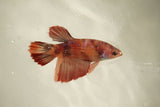 Nemo Koi Galaxy  Halfmoon Female Betta (ID#510-F827) Free2Day SHIPPING