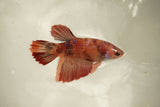 Nemo Koi Galaxy  Halfmoon Female Betta (ID#510-F827) Free2Day SHIPPING