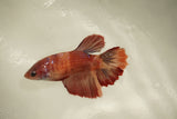 Nemo Koi Galaxy  Halfmoon Female Betta (ID#510-F827) Free2Day SHIPPING