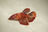 Nemo Koi Galaxy  Halfmoon Female Betta (ID#510-F827) Free2Day SHIPPING