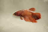 Nemo Koi Galaxy  Halfmoon Female Betta (ID#510-F828) Free2Day SHIPPING