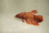 Nemo Koi Galaxy  Halfmoon Female Betta (ID#510-F828) Free2Day SHIPPING