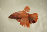 Nemo Koi Galaxy  Halfmoon Female Betta (ID#510-F828) Free2Day SHIPPING