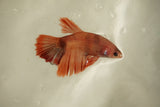 Nemo Koi Galaxy  Halfmoon Female Betta (ID#510-F828) Free2Day SHIPPING