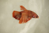 Nemo Koi Galaxy  Halfmoon Female Betta (ID#510-F828) Free2Day SHIPPING