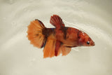 Nemo Koi Galaxy  Halfmoon Female Betta (ID#510-F829) Free2Day SHIPPING