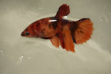 Nemo Koi Galaxy  Halfmoon Female Betta (ID#510-F829) Free2Day SHIPPING