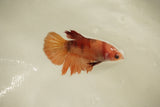 Nemo Koi Galaxy  Halfmoon Female Betta (ID#510-F830) Free2Day SHIPPING