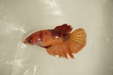 Nemo Koi Galaxy  Halfmoon Female Betta (ID#510-F830) Free2Day SHIPPING