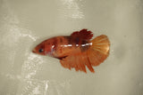 Nemo Koi Galaxy  Halfmoon Female Betta (ID#510-F830) Free2Day SHIPPING