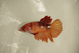 Nemo Koi Galaxy  Halfmoon Female Betta (ID#510-F830) Free2Day SHIPPING