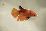 Nemo Koi Galaxy  Halfmoon Female Betta (ID#510-F830) Free2Day SHIPPING