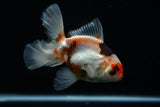 Thai Oranda  Tricolor 4.5 Inch (ID#806To5a-44) Free2Day SHIPPING