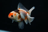 Thai Oranda  Tricolor 4.5 Inch (ID#806To5a-44) Free2Day SHIPPING