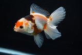 Thai Oranda  Tricolor 4.5 Inch (ID#806To5a-44) Free2Day SHIPPING