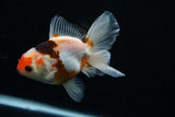 Thai Oranda  Tricolor 4.5 Inch (ID#806To5a-44) Free2Day SHIPPING