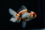 Thai Oranda  Tricolor 4.5 Inch (ID#806To5a-44) Free2Day SHIPPING