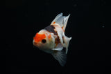 Thai Oranda  Tricolor 4.5 Inch (ID#806To5a-44) Free2Day SHIPPING