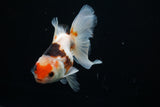 Thai Oranda  Tricolor 4.5 Inch (ID#806To5a-44) Free2Day SHIPPING