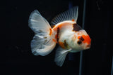 Thai Oranda  Tricolor 4.5 Inch (ID#806To5a-44) Free2Day SHIPPING