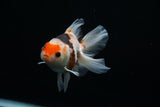 Thai Oranda  Tricolor 4.5 Inch (ID#806To5a-44) Free2Day SHIPPING