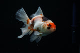 Thai Oranda  Tricolor 4.5 Inch (ID#806To5a-44) Free2Day SHIPPING