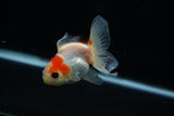 Thai Oranda  Red White 3 Inch (ID#806To5a-48) Free2Day SHIPPING