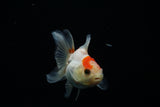 Thai Oranda  Red White 3 Inch (ID#806To5a-48) Free2Day SHIPPING